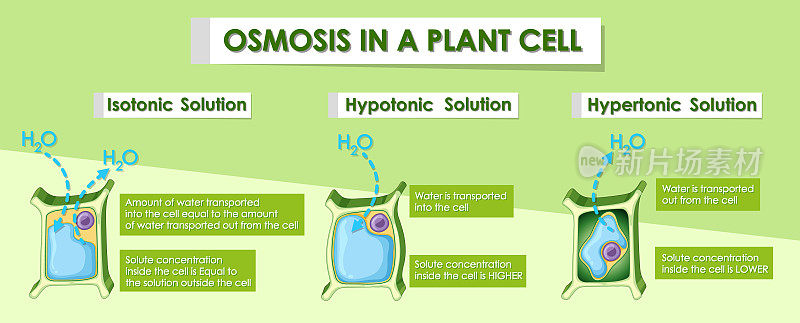图解显示植物细胞的渗透作用