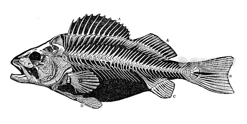 古董海洋动物雕刻插图:鲈鱼骨架