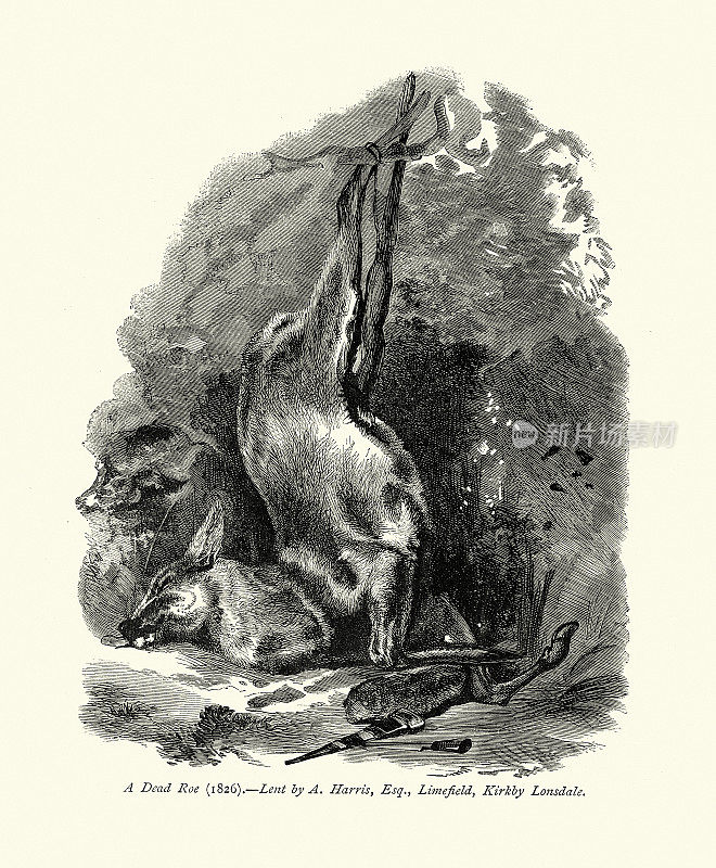 复古插图，狩猎场景，一只死鹿，1826年，以埃德温・兰西尔19世纪的名字命名