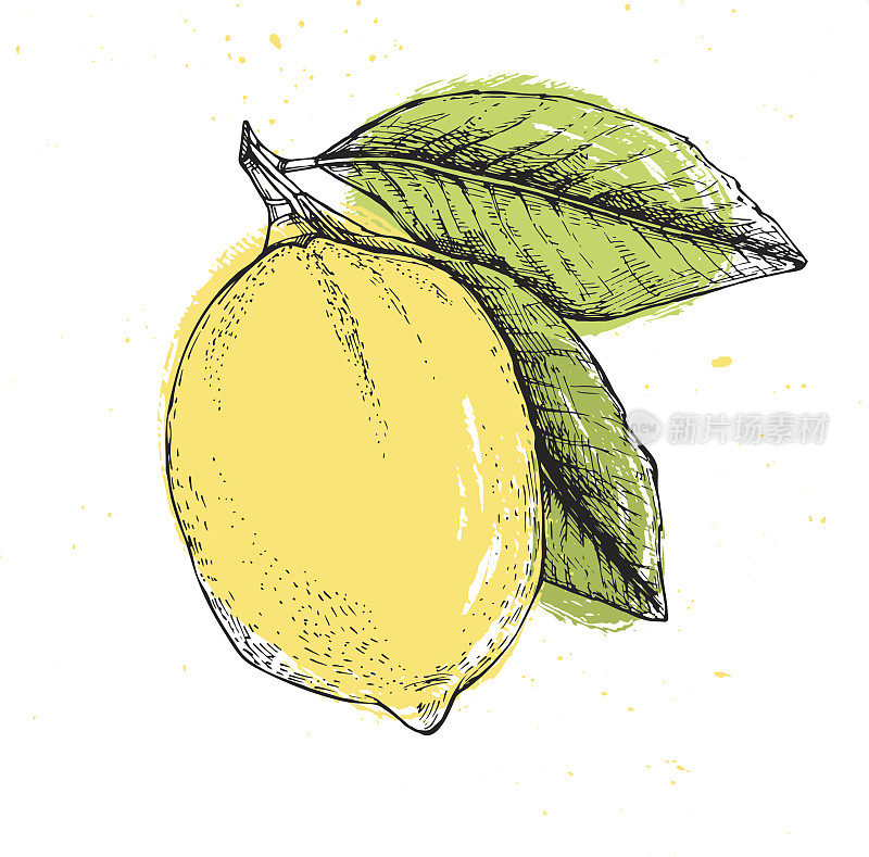 手绘矢量插图-柠檬