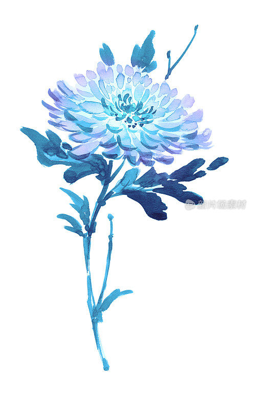 水墨画菊花，颜色为蓝色。