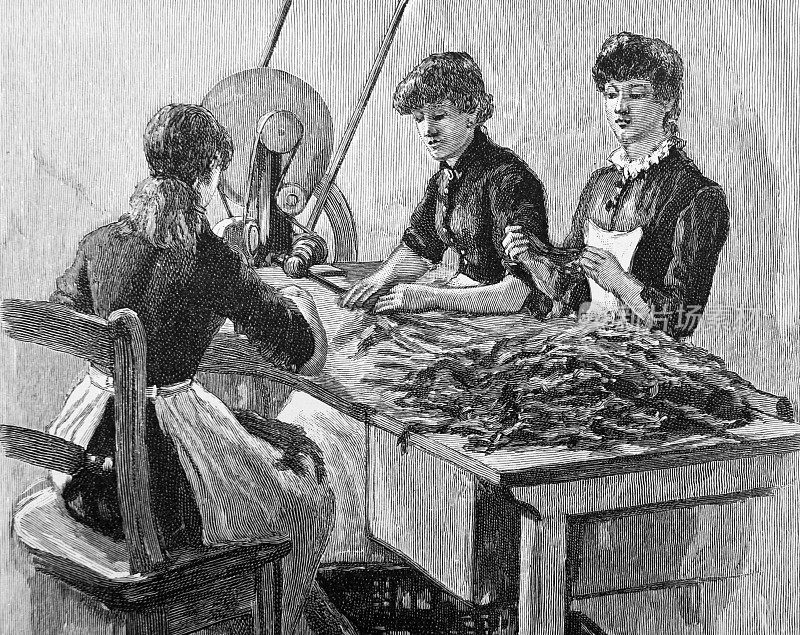19世纪，在烟草工厂里，妇女们在分拣烟叶