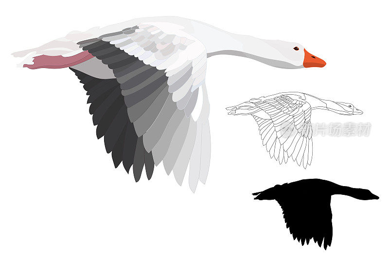 飞翔的鸟。灰雁鹅。矢量图像。白色背景。