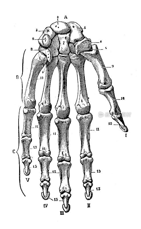 古董插图:人类手骨