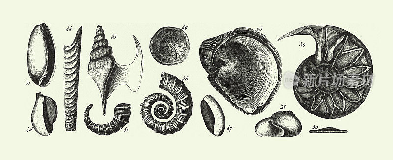 《白垩纪化石》、《第三纪化石》、《化石、骨骼和矿砂雕刻古董插图》，1851年出版