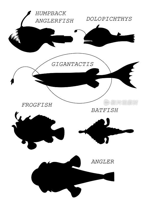 深海鱼类。黑色轮廓矢量插图集合。