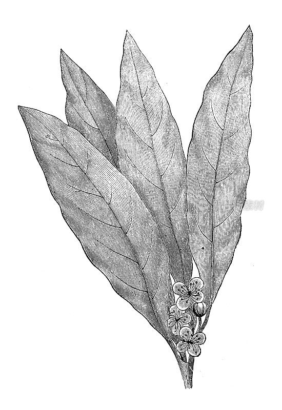 古董植物学插图:月桂、月桂、月桂