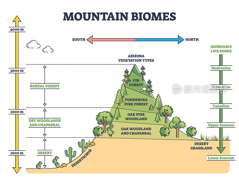 带有海拔和梅里亚姆生命带轴的山地生物群落轮廓图