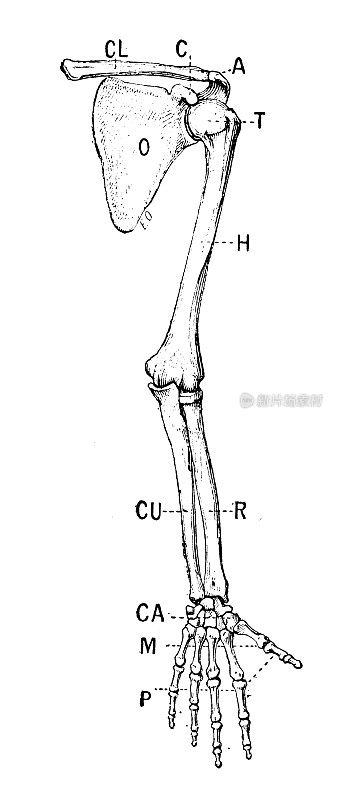 古董插图:肩骨和臂骨