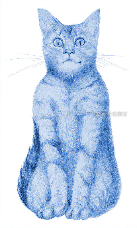 插图垂直绘图与铅笔人像坐猫在白纸背景