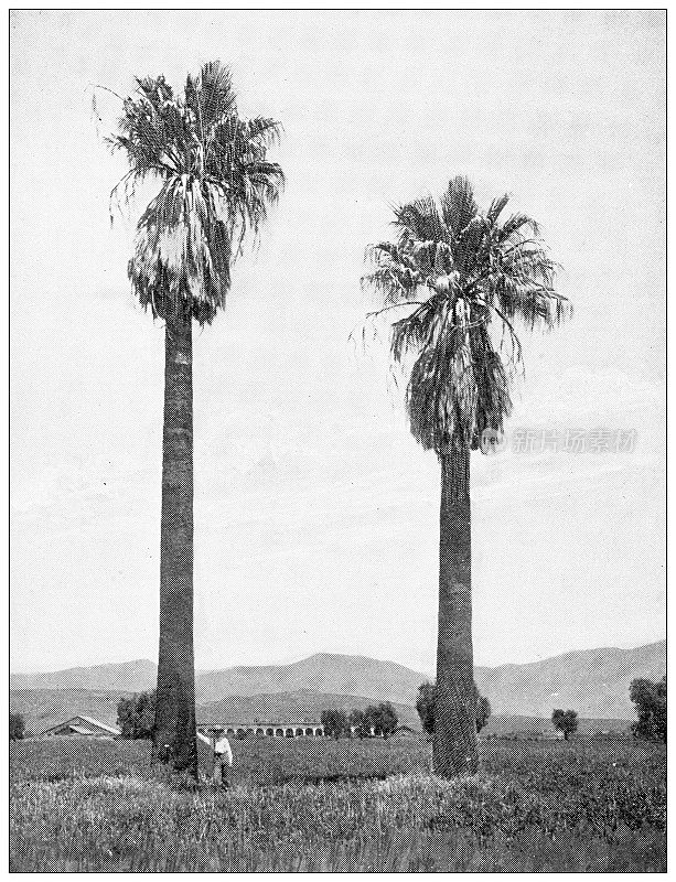 加州的古董旅行照片:圣费尔南多任务附近的棕榈树