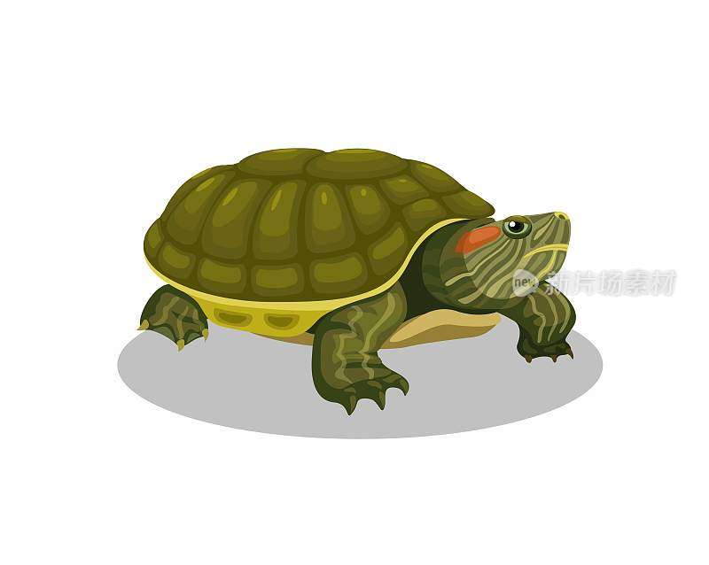 巴西龟两栖动物卡通插图矢量