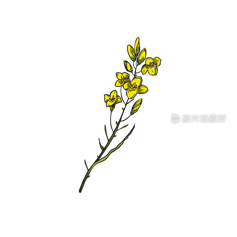 油菜花在树枝上的白色背景。植物病媒插图与油菜黄花。手绘草图与油菜籽孤立在白色背景
