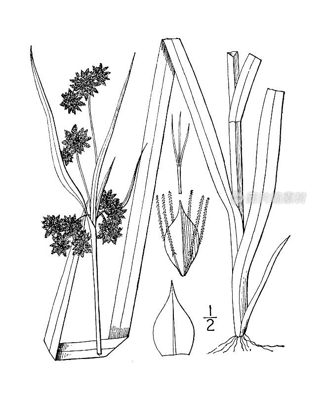 古植物学植物插图:三棱藨草、墨绿色芦苇