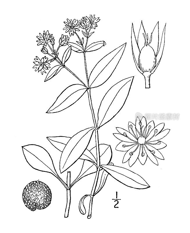 古植物学植物插图:大繁缕
