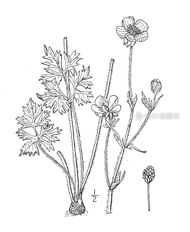 古植物学植物插图:毛茛、毛茛