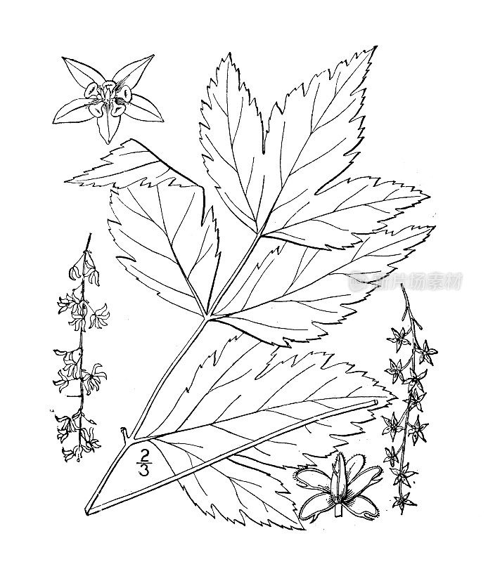 古植物学植物插图:黄腐、灌木黄根