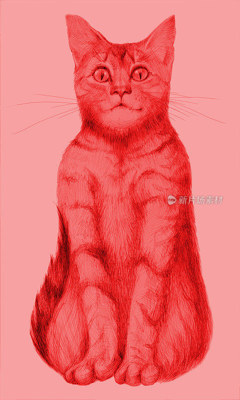 插图与铅笔肖像人物坐在红纸背景猫