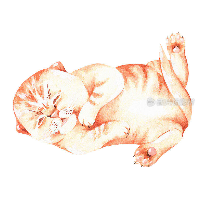 这只小红猫正在睡觉。水彩插图。孤立在白色背景上。