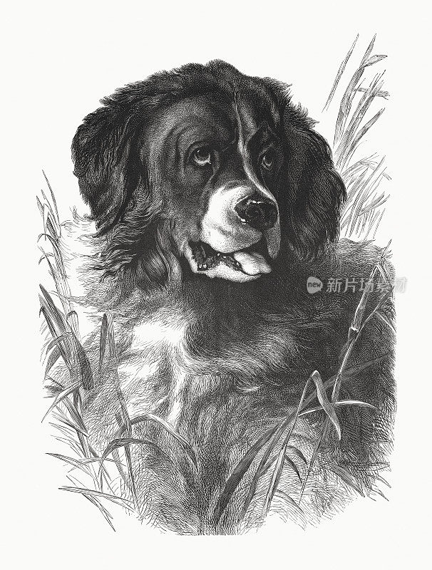 纽芬兰犬，木版画，1885年出版