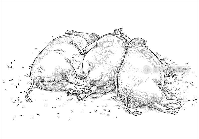 两只有趣的越南猪和一头野猪并排睡在地上。矢量插图在手绘风格。自由恋爱的概念，一夫多妻制，在单身派对上荡秋千，喝酒