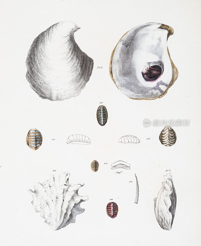牡蛎珍珠色谱仪1843年
