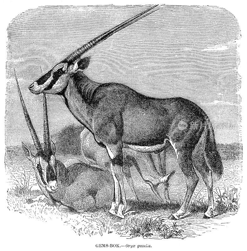 大羚羊雕刻插图1892年