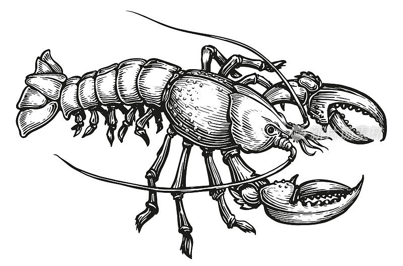 美国龙虾，海鲜。复古雕刻风格的甲壳类水生动物。素描矢量插图