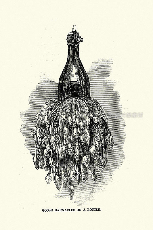鹅藤壶，也被称为有柄藤壶或鹅颈藤壶，生长在瓶子上，维多利亚时代，19世纪50年代