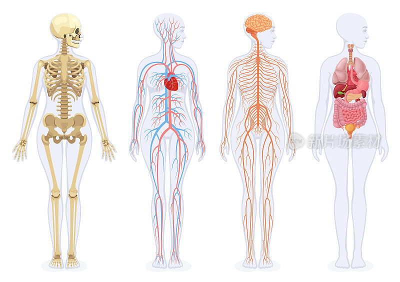 女性人体的骨骼、内脏、循环系统和神经系统。