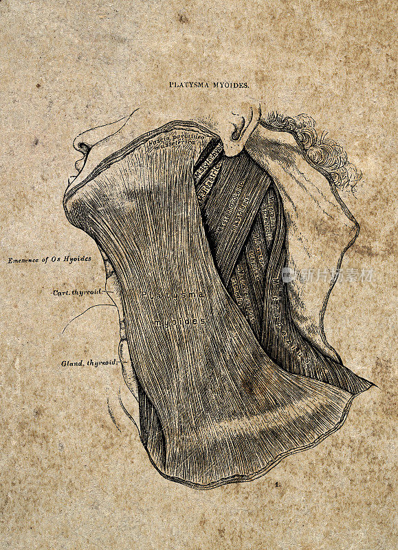 肌阔肌，颈部肌肉，古典生物医学插图，维多利亚解剖图，19世纪