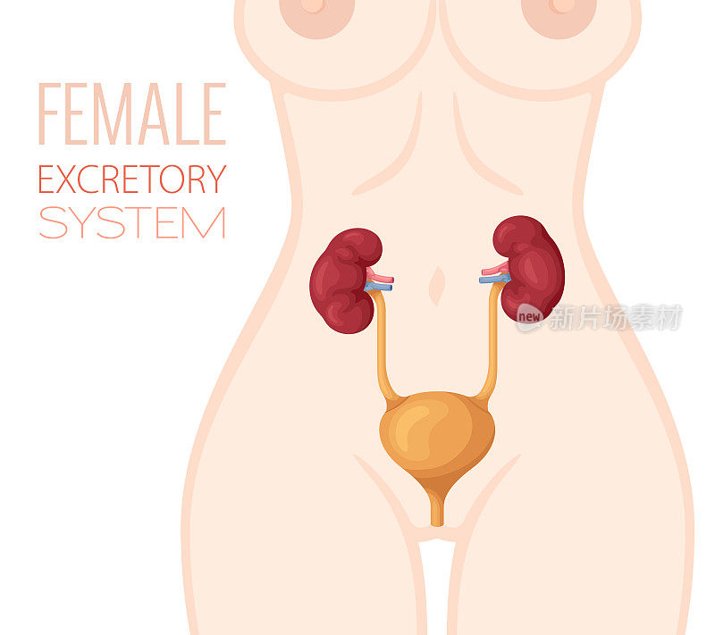 排泄系统解剖学。女性的身体。