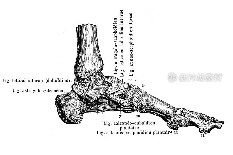 脚部关节内侧的韧带