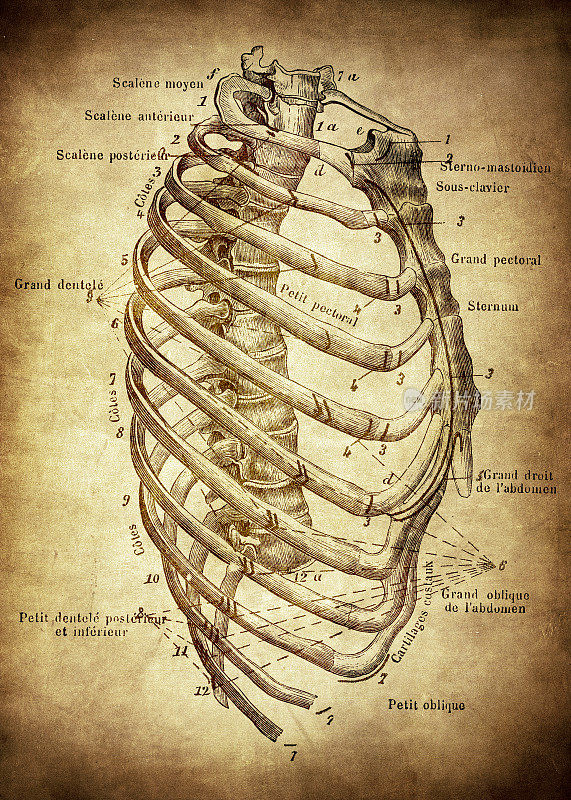 人体骨骼，肋骨，侧视图