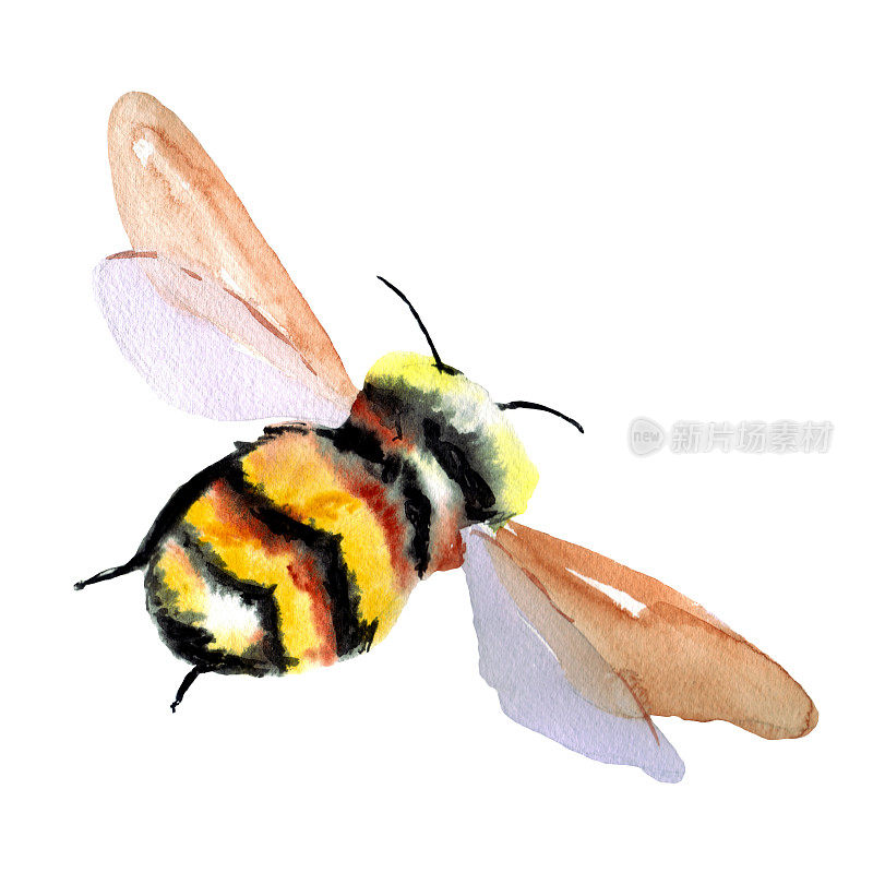黑色和黄色相间的大黄蜂。