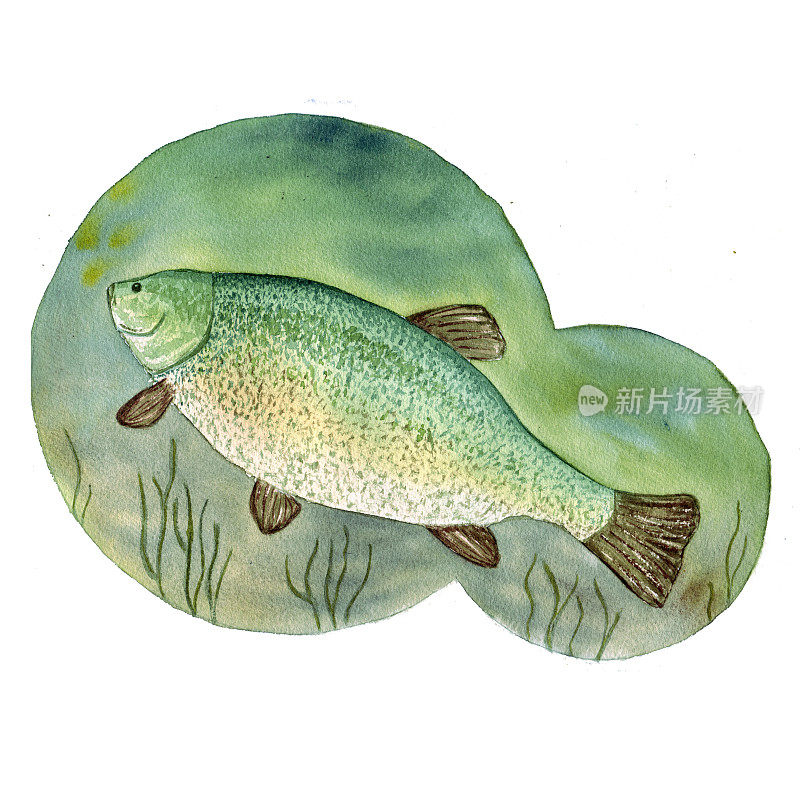 丹参是一种生活在伏尔加河及其支流中的淡水鱼。