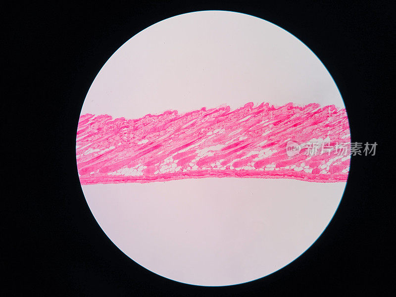 显微镜下人体皮肤组织横切面