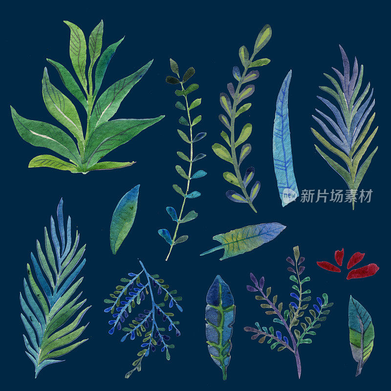 热带植物水彩画