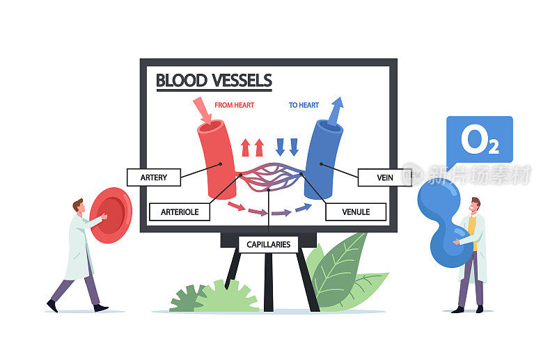 微小的医生字符显示巨大的信息图的血液循环在静脉，动脉血管或小动脉