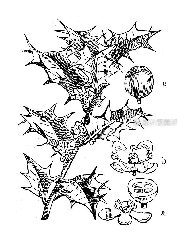 古代植物学插图:冬青、冬青