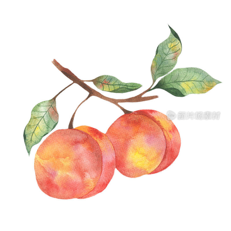 水彩插图与水果，一个多汁的桃子与枝叶在白色的背景。