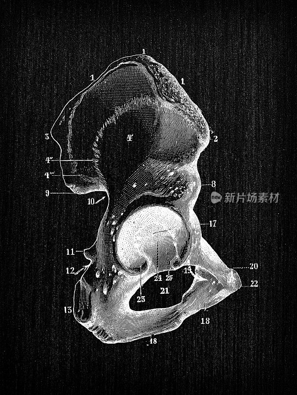 人体解剖骨骼古董插图:髋骨