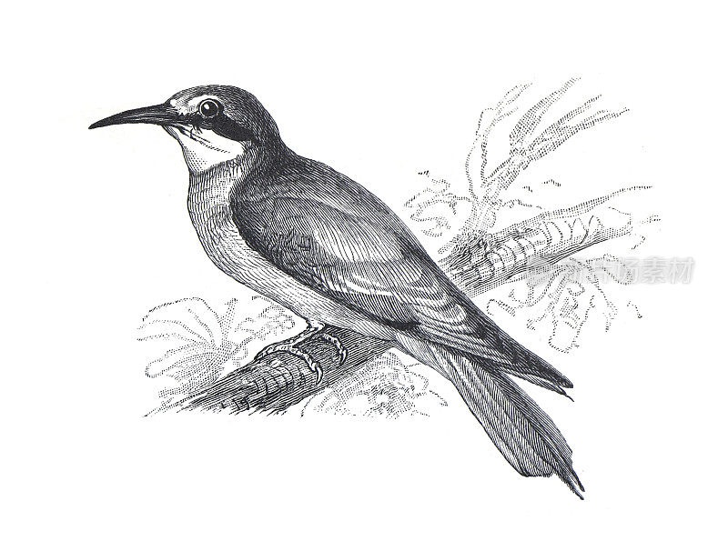 欧洲食蜂鸟(梅洛普斯apiaster)老式手绘鸟插图。