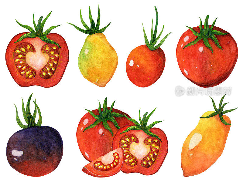 成熟的西红柿水彩集。手绘插图孤立在白色背景上。红的，黄的，蓝的不同品种的蔬菜。有机农产品全、半、片
