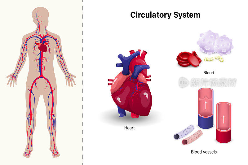 人体的循环系统。心脏，血液和血管。