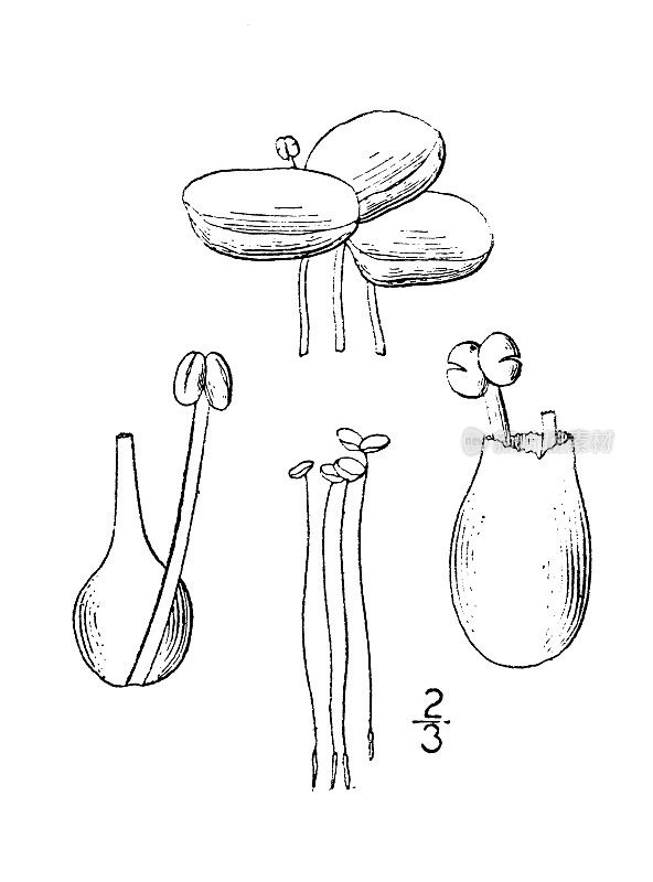 古植物学植物插图:莲叶、浮萍