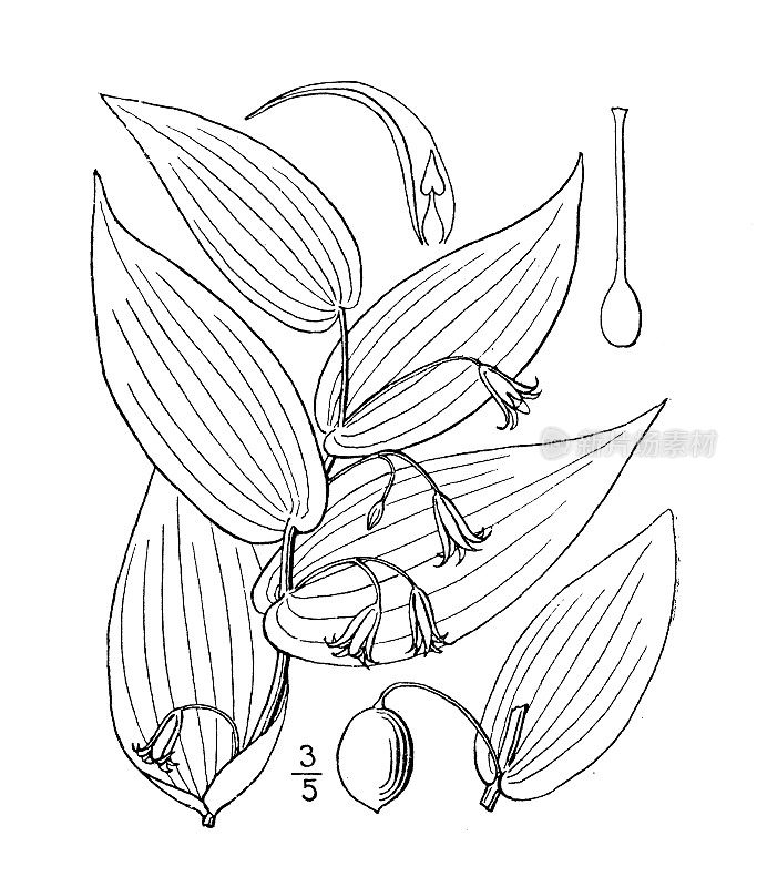 古植物学植物插图:抱叶链霉菌，抱叶扭茎