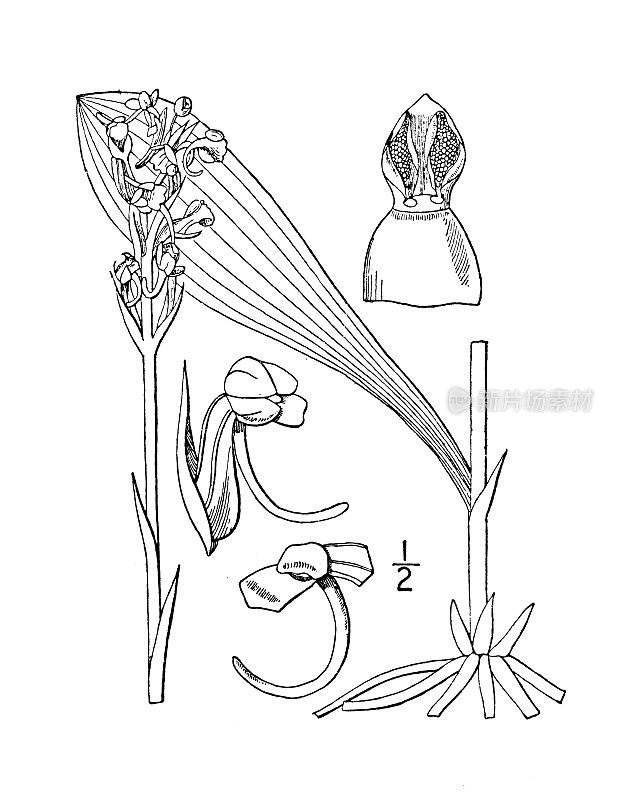 古植物学植物插图:小绿木兰花
