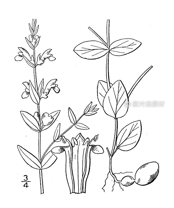 古植物学植物插图:小黄芩，小黄芩