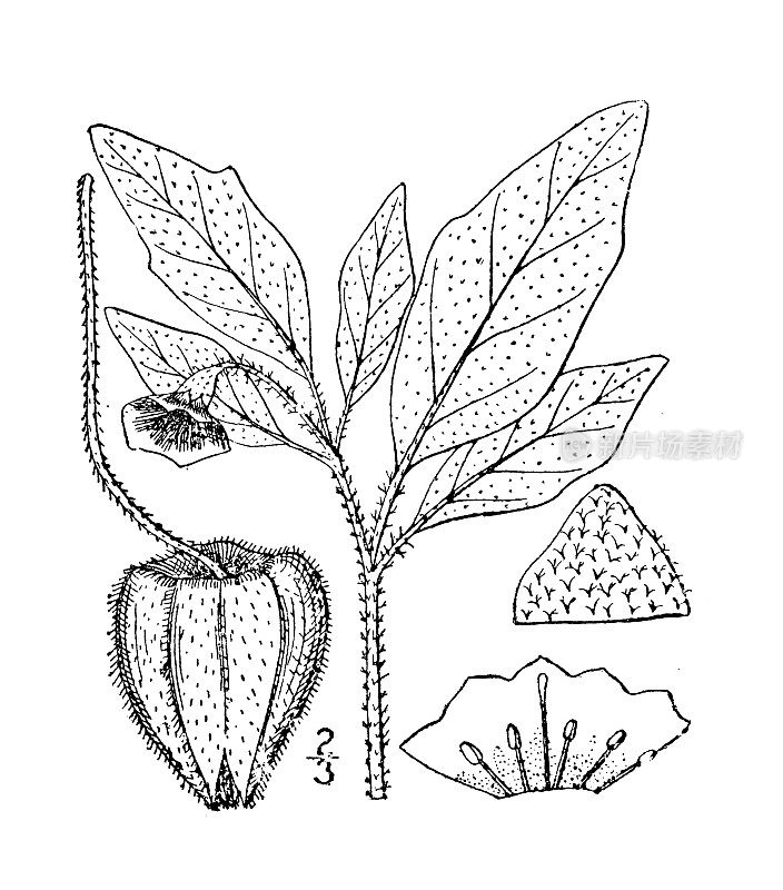 古植物学植物插图:酸浆，低地樱桃